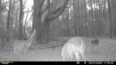 +/- 438 acre hardwood timber river bottom hunting tract in - photo 44