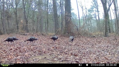 +/- 269 acre hardwood timber river bottom hunting tract in - photo 46