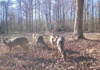+/- 269 acre hardwood timber river bottom hunting tract in - photo 48