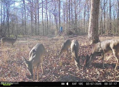+/- 269 acre hardwood timber river bottom hunting tract in - photo 49