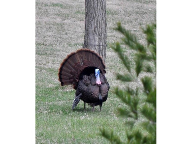 Looking for Seniors to enjoy this Exclusive 62+ community in a