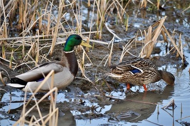 Looking for Seniors to enjoy this Exclusive 62+ community in a