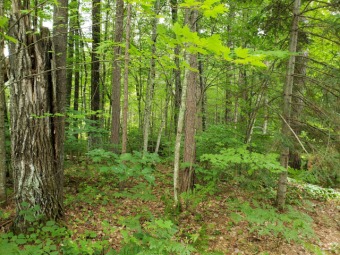 Lake Lot SOLD! in Minocqua, Wisconsin