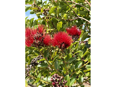 Located near the top of the Kahana Ahupua'a in West Maui, this - photo 20