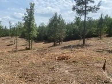 Lake Eufaula / Walter F George Reservoir Lot For Sale in Abbeville Alabama