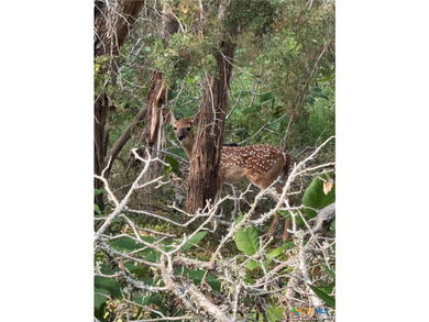 OWNER FINANCING AVAILABLE!! Discover the beauty of Hill Country - photo 12