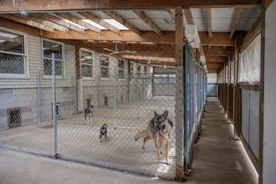 Whether you're a passionate pet lover or an entrepreneur ready - photo 40