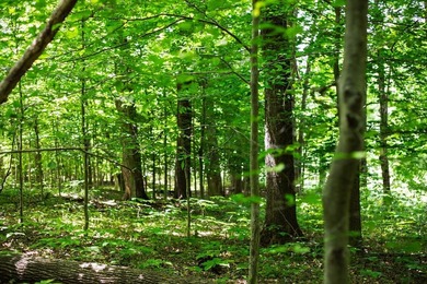Build your dream getaway or forever home on this beautiful 2.3 - photo 15