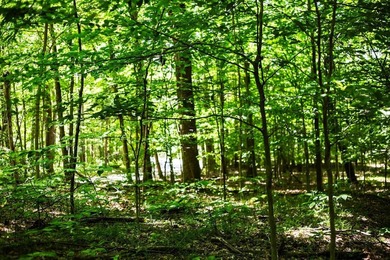 Build your dream getaway or forever home on this beautiful 2.3 - photo 21