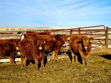 Located just 6.5 miles from Valier, Montana, this 1,236+/- - photo 18