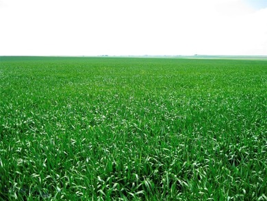 Located just 6.5 miles from Valier, Montana, this 1,236+/- - photo 37