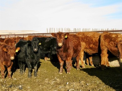 Located just 6.5 miles from Valier, Montana, this 1,236+/- - photo 44