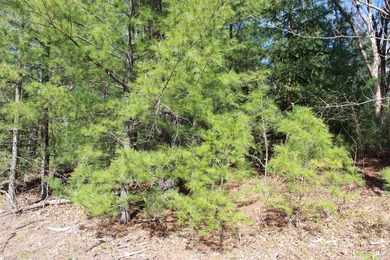2 Wooded Lots with mix of trees located just a short walk to - photo 3