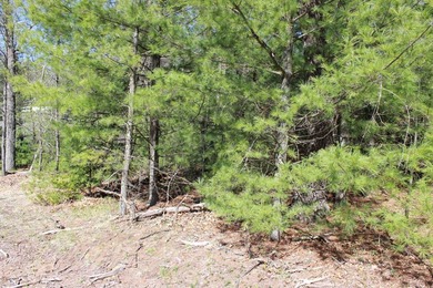 2 Wooded Lots with mix of trees located just a short walk to - photo 4