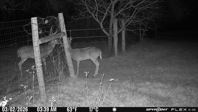 22 acres of pure Texas, and it's hiding in plain sight. Tucked - photo 12