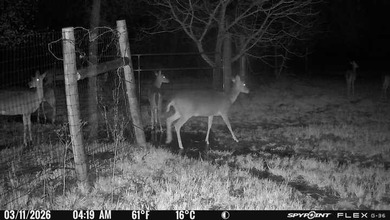22 acres of pure Texas, and it's hiding in plain sight. Tucked - photo 35
