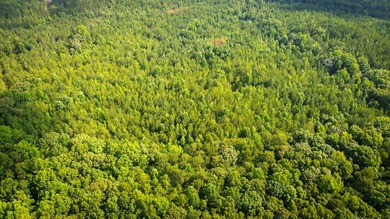 80+/- acres of thick, game-rich hardwoods and pines fronting Hwy - photo 7