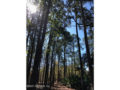 8 Acres in Highly Desirable St. Johns County - Endless Potential - photo 8