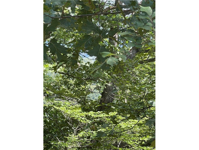 Located within the Wolf-Ridge Estate, this is a beautiful - photo 20