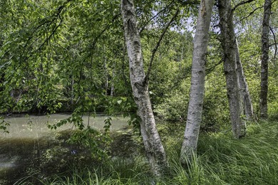 Sale includes two parcels of land totaling 35 acres. HA-385 is - photo 21