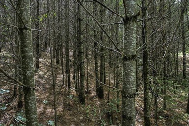 Sale includes two parcels of land totaling 35 acres. HA-385 is - photo 25