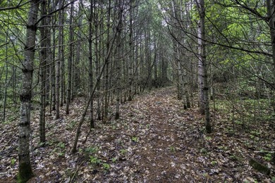 Sale includes two parcels of land totaling 35 acres. HA-385 is - photo 28