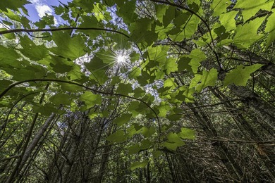 Sale includes two parcels of land totaling 35 acres. HA-385 is - photo 31