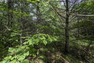 Sale includes two parcels of land totaling 35 acres. HA-385 is - photo 33