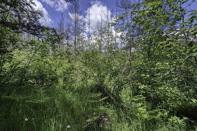 Sale includes two parcels of land totaling 35 acres. HA-385 is - photo 48