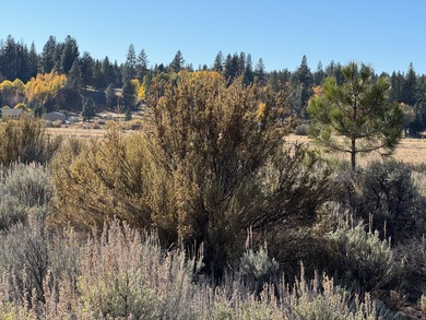 Buildable, beautiful and reasonably priced 5-acre property in - photo 8