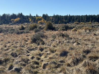 Buildable, beautiful and reasonably priced 5-acre property in - photo 9