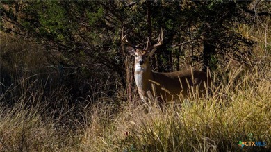The Wright Ranch offers +-316 high-fenced acres of rare Hill - photo 22