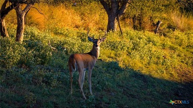 The Wright Ranch offers +-316 high-fenced acres of rare Hill - photo 23