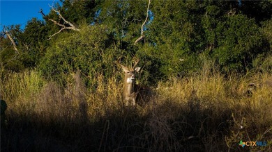 The Wright Ranch offers +-316 high-fenced acres of rare Hill - photo 24