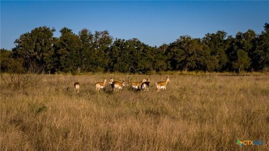 The Wright Ranch offers +-316 high-fenced acres of rare Hill - photo 25