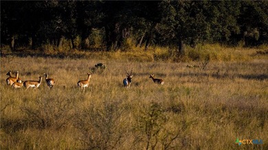 The Wright Ranch offers +-316 high-fenced acres of rare Hill - photo 27