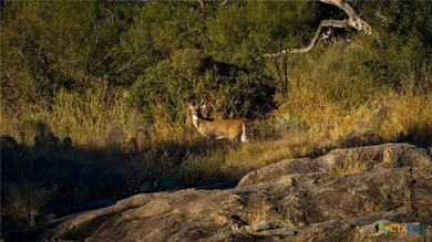 The Wright Ranch offers +-316 high-fenced acres of rare Hill - photo 28