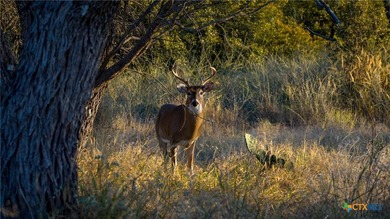 The Wright Ranch offers +-316 high-fenced acres of rare Hill - photo 29