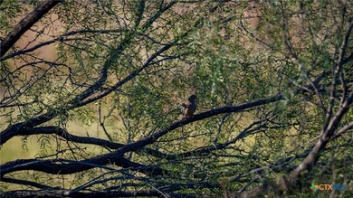 The Wright Ranch offers +-316 high-fenced acres of rare Hill - photo 48