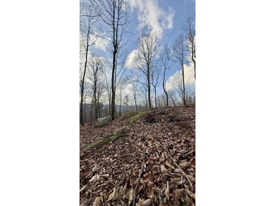 For those searching for true Tennessee mountain beauty, this +/- - photo 41