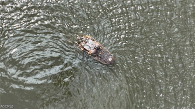 Lake Trafford Marina & Airboats and Alligators - Immokalee's - photo 50