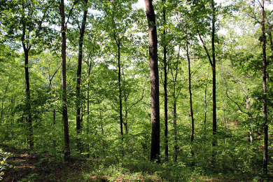 Adorable Cabin Lot Overlooking the Lake Cumberland Hills - photo 6
