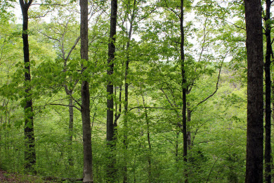 Adorable Cabin Lot Overlooking the Lake Cumberland Hills - photo 4