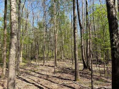 76.00 acre, more or less, hunting/timber tract with upside row - photo 3