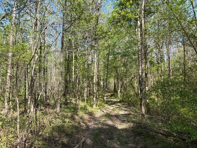 76.00 acre, more or less, hunting/timber tract with upside row - photo 8