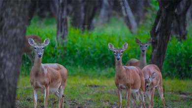 Located in Bell County near the upper end of Lake Belton - photo 8