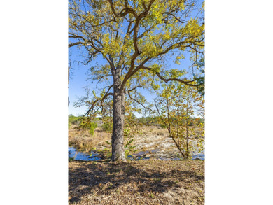 100 acres with 1,950' of live water on Rocky Creek & the - photo 20