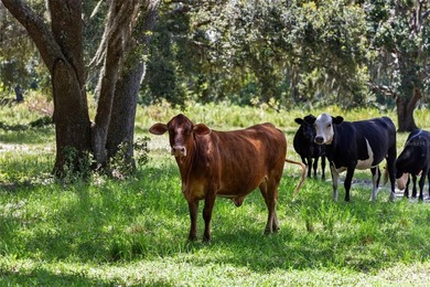 Discover a once-in-a-lifetime opportunity to own 50 ACRES in - photo 45