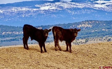 Greg Liddle, Hayden Outdoors LLC, C:,,: Totaling +/-2680 acres - photo 31
