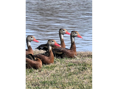 Just minutes from Lake Whitney, McCown Valley Park, day use and - photo 29